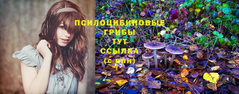 Псилоцибиновые грибы Cubensis  Волхов 